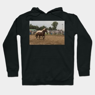 Horses in a trot Hoodie